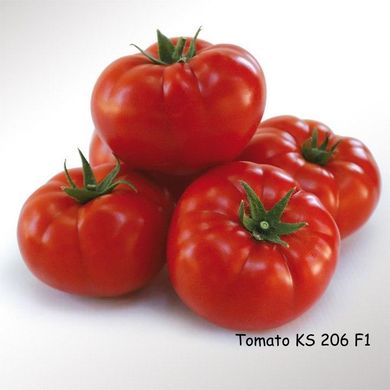Фото 1 - КС 206 (KS 206) F1 томат індетермінантний Kitano Seeds 100 насінин