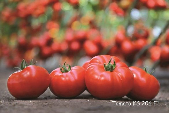 Фото 3 - КС 206 (KS 206) F1 томат індетермінантний Kitano Seeds 100 насінин