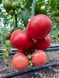 Дейзі (PL 6210) F1 томат индетерминантный Asia Seed 100 насінин