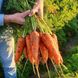 Йорк F1 морква тип Шантане Spark Seeds 1.8 - 2.0, 25 тис. насінин