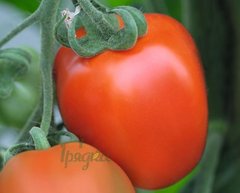 Фото 1 - Бенито F1 томат ранний Bejo Zaden 1000 семян