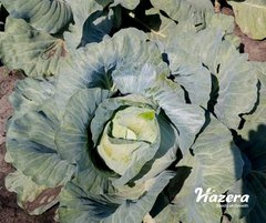 Фото 1 - Тайсон F1 капуста белокочанная Hazera 2500 семян