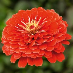 Циния Дейлиа ярко-красная Floragran 100 семян