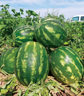 Фото 1 - Фонтана F1 арбуз Libra Seeds 1000 семян