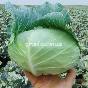 Фото 1 - Наомі F1 капуста середньостигла Kitano Seeds 1000 насінин