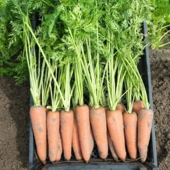 Фото 1 - Канада F1 морковь среднепоздняя Bejo Zaden 2.0 - 2.2, 100 тыс. семян