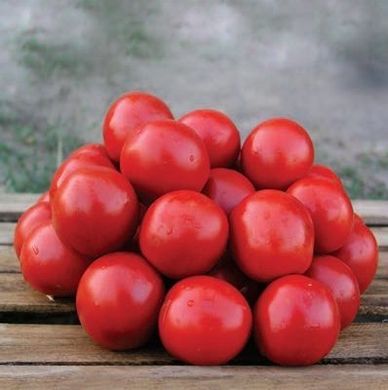 Фото 1 - Солероссо F1 томат промисловий Nunhems 20 насінин