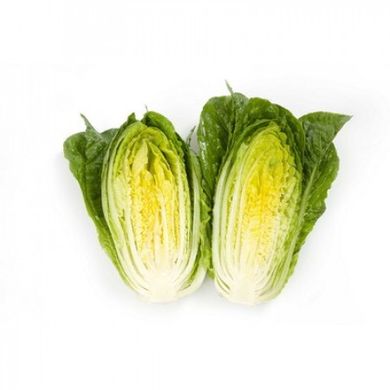 Фото 3 - Квінтус салат тип Ромен Rijk Zwaan 1 000 насінин