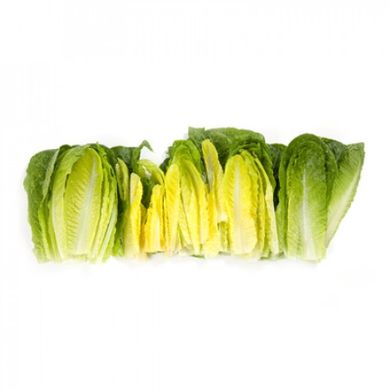Фото 2 - Квінтус салат тип Ромен Rijk Zwaan 1 000 насінин