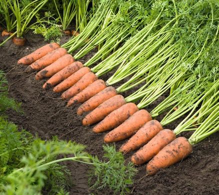 Фото 1 - Каскад F1 морква тип Шантане Bejo Zaden 1.6 -1.8, 100 тис. насінин