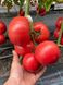 Сиберите 916 F1 томат индетерминантный Rijk Zwaan 100 семян