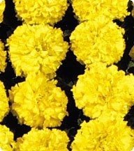 Фото 1 - Бархатцы американские Чикаго Еллоу/Yellow Kitano Seeds 500 семян