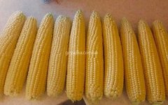 Фото 1 - Страйк F1 (1525 F1) кукурудза супер солодка Spark Seeds 2 500 насінин