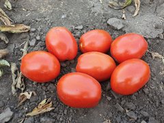 Фото 1 - 2053 F1 томат детермінантний Spark Seeds 5000 насінин