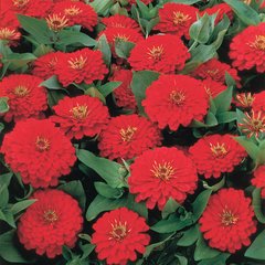 Циния Дейлиа темно-красная Floragran 100 семян