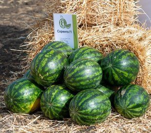 Фото 1 - Соренто F1 кавун Syngenta 1 000 насінин