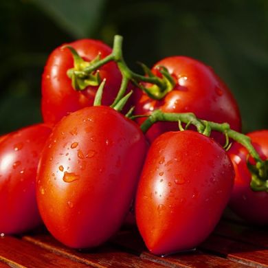 Фото 2 - Дино F1 томат детерминантный Clause 1000 семян