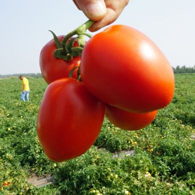 Фото 3 - Дино F1 томат детерминантный Clause 1000 семян