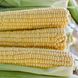 Страйк F1 (1525 F1) кукурудза супер солодка Spark Seeds 2 500 насінин